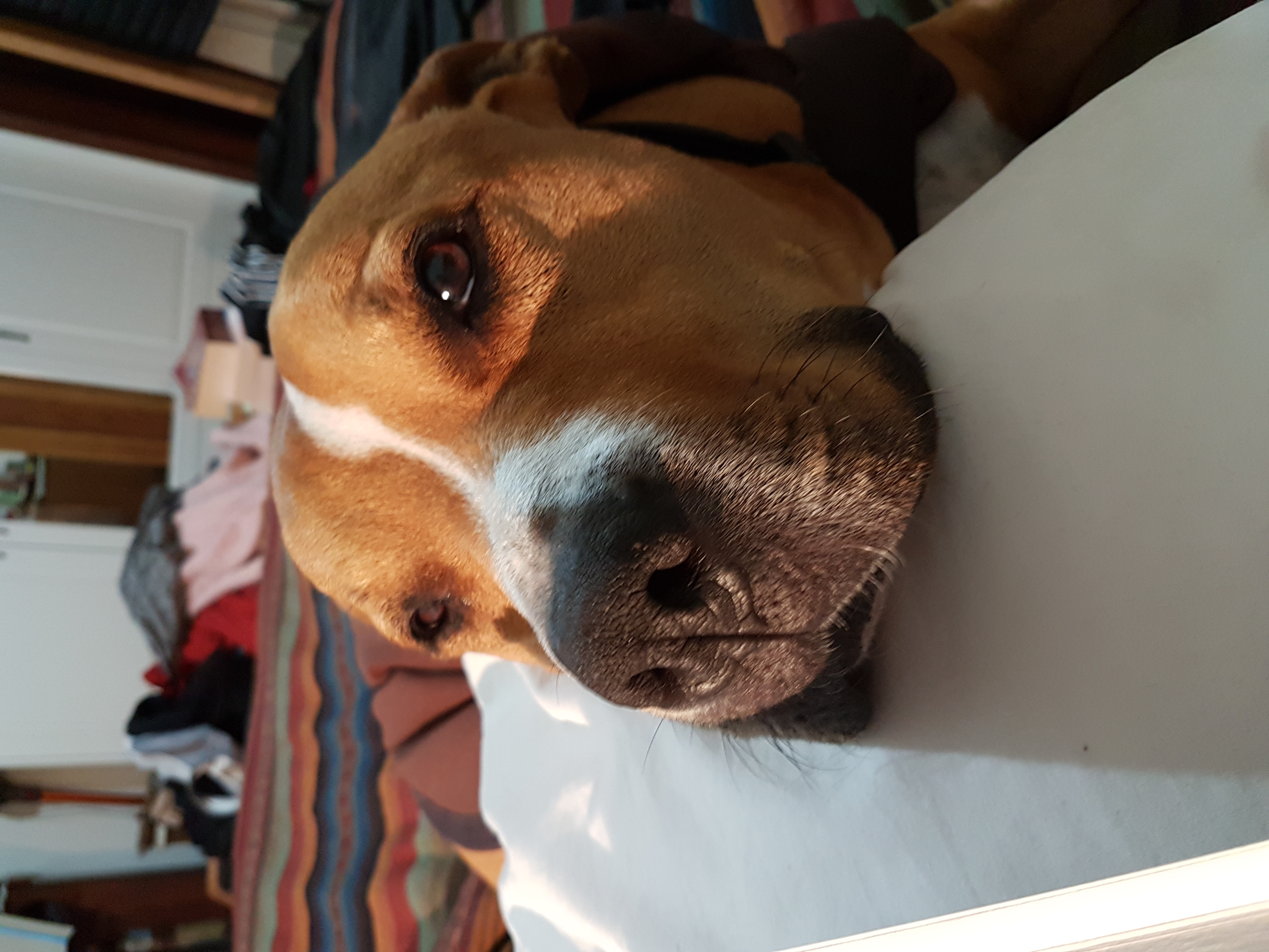 Rufus soothing Lynda after she had downloaded QuickBooks