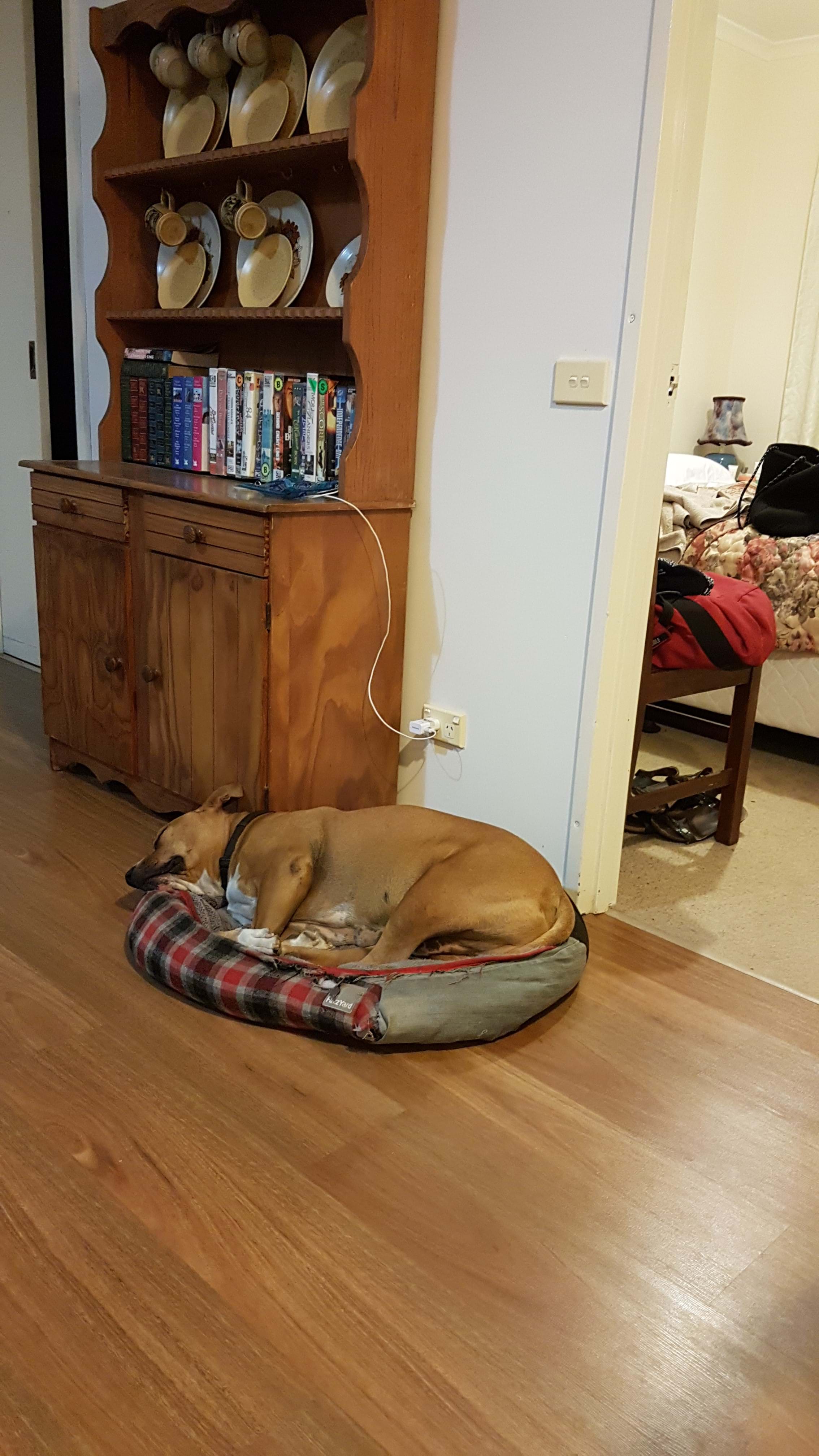 Rufus enjoying his holiday