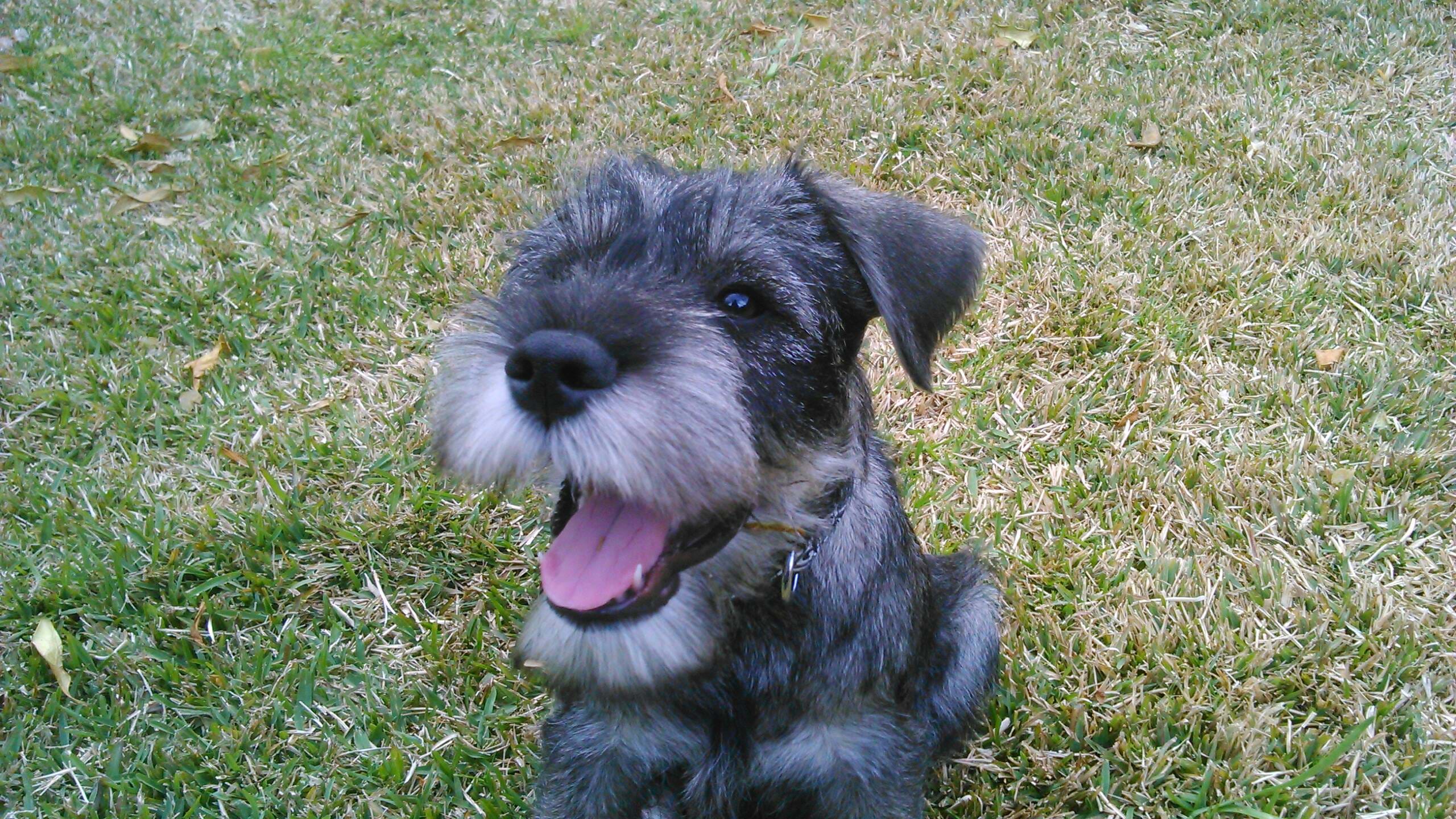 Mark's Gizzi as a puppy