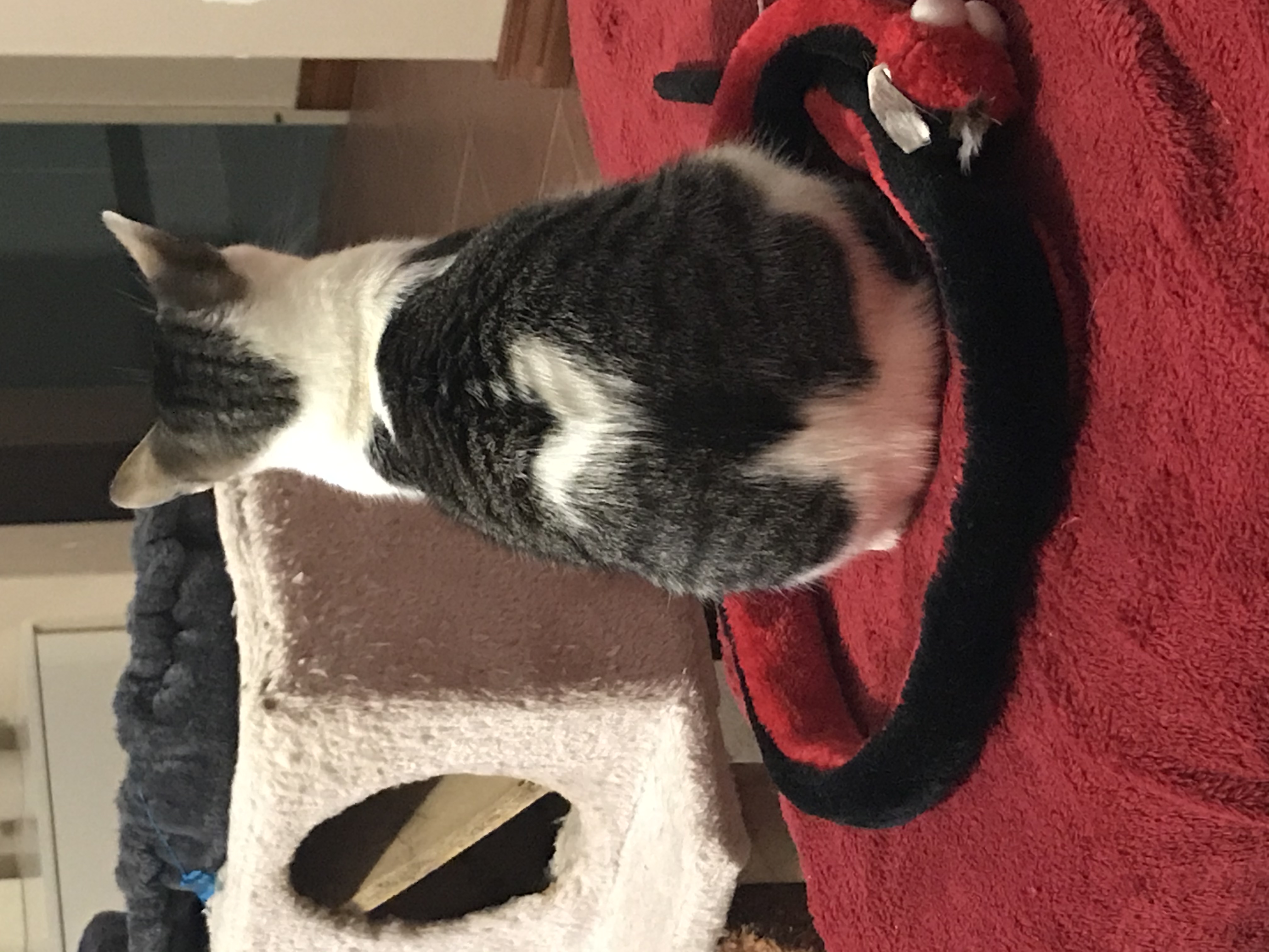 Theo showing off his 'love heart'