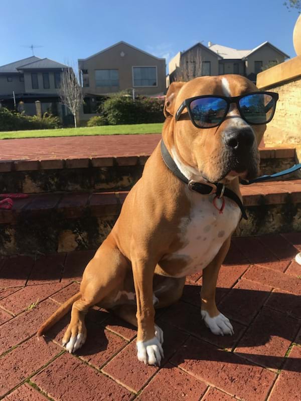 Rufus waiting for a walk